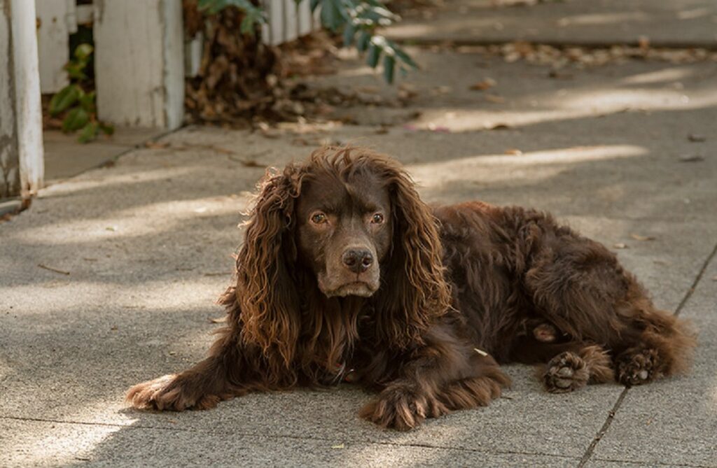 Spaniel hunting dog