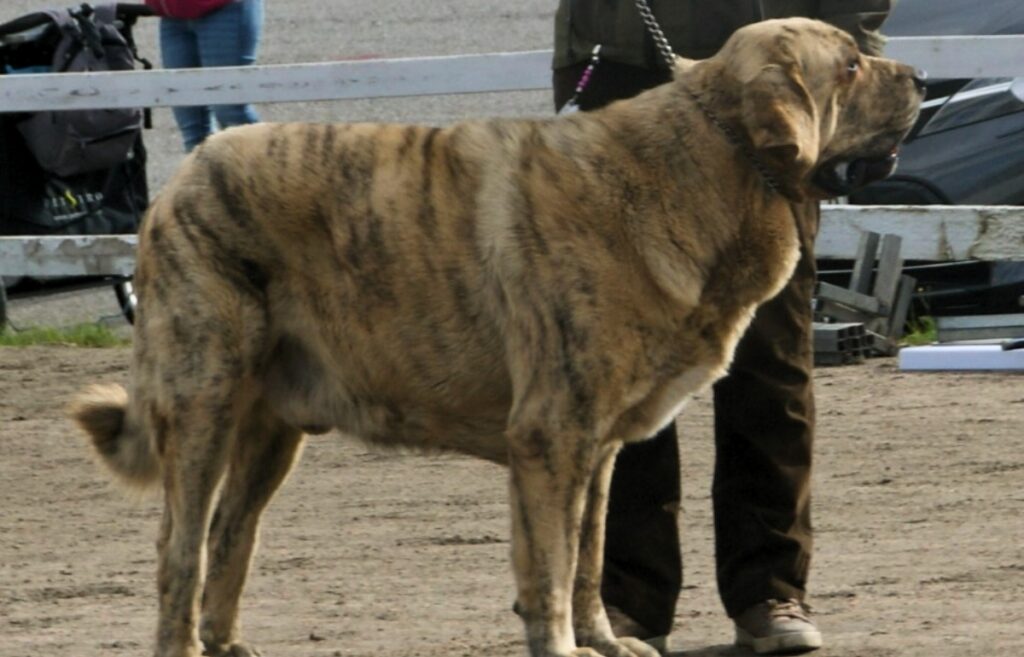 white herding dog
