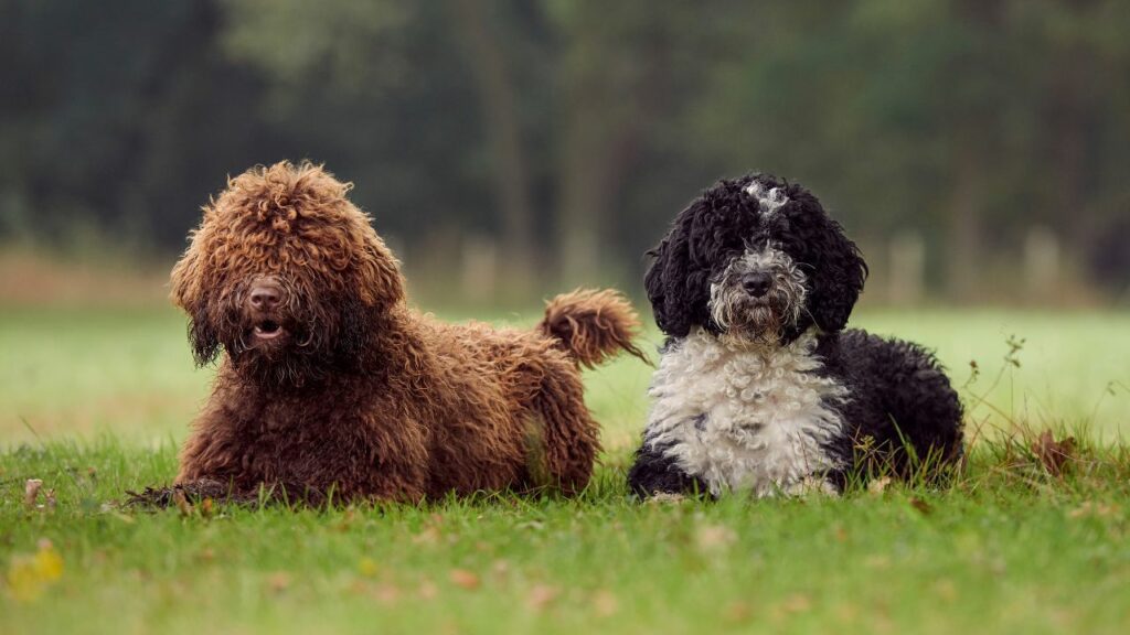 water guard dog breed
