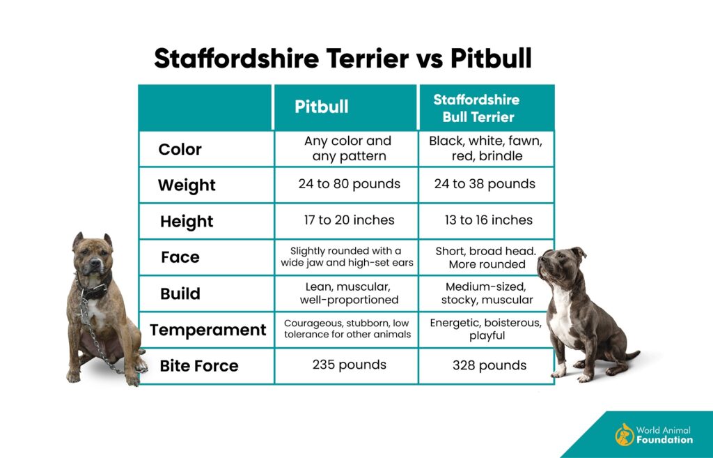 Staffordshire Terrier vs. Pitbull