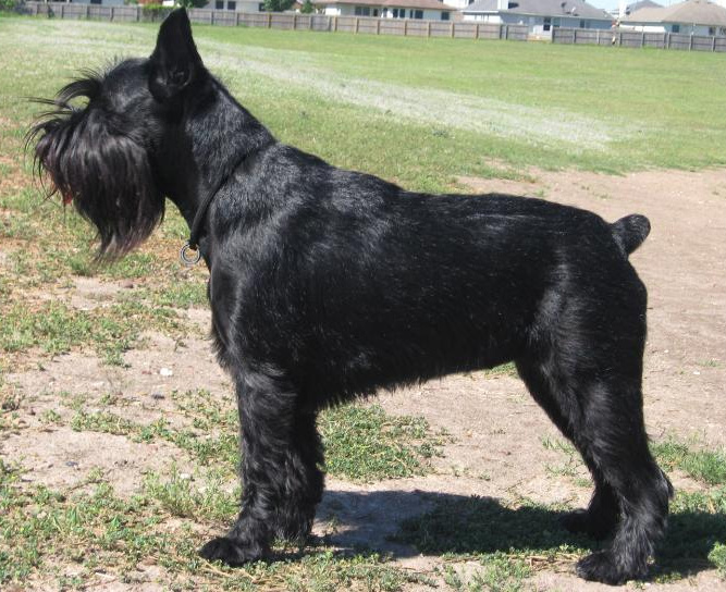 Standard Schnauzer