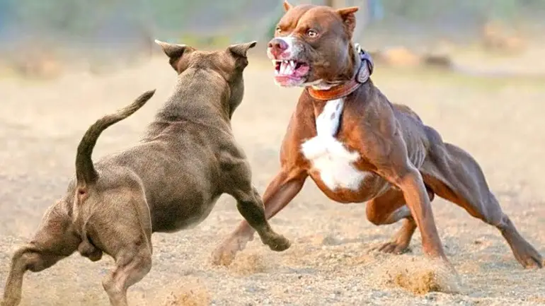 dog fights illegal