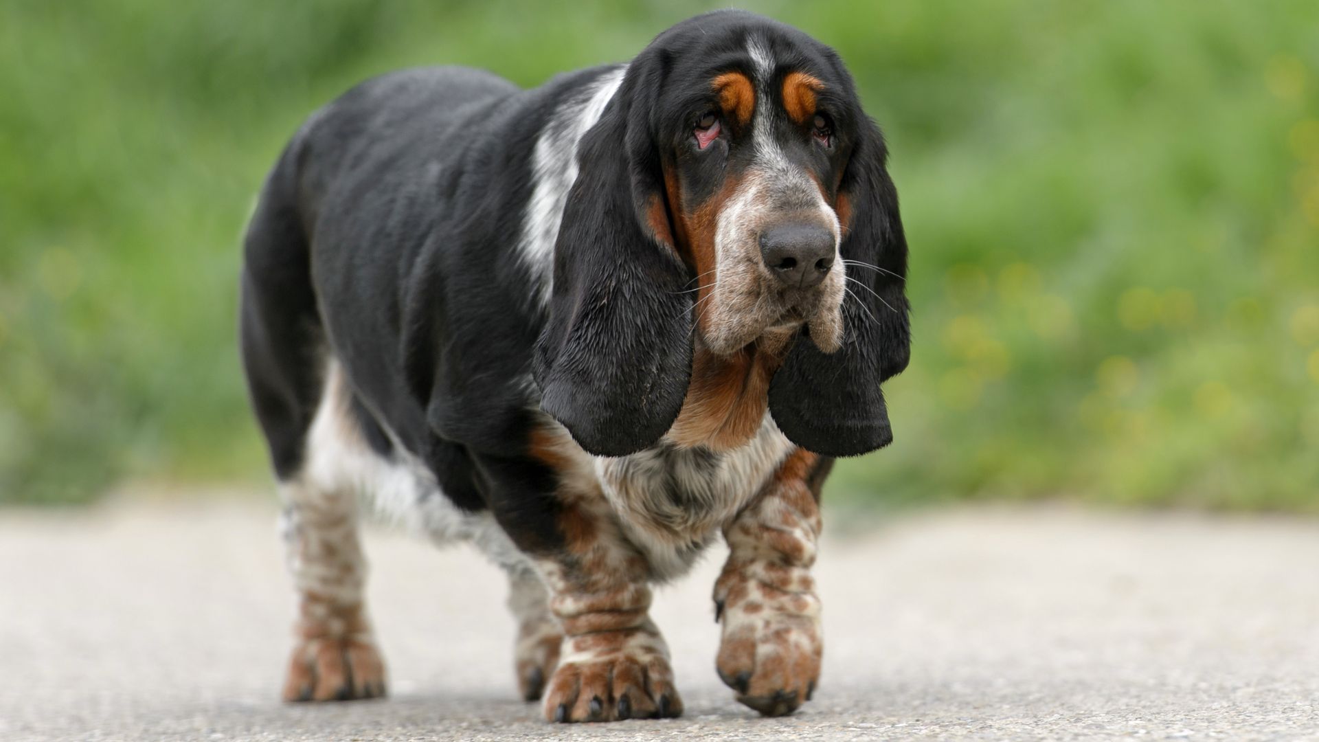 Stinkiest Dog Breeds