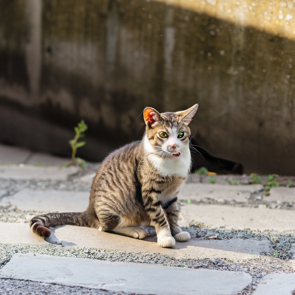 Stray Cat Names