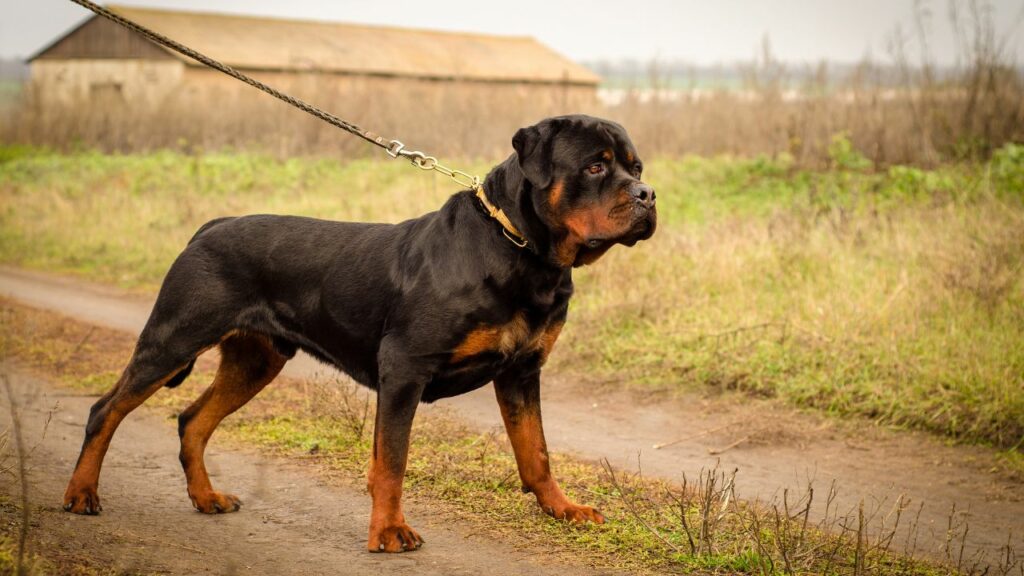 pros and cons of rottweiler
