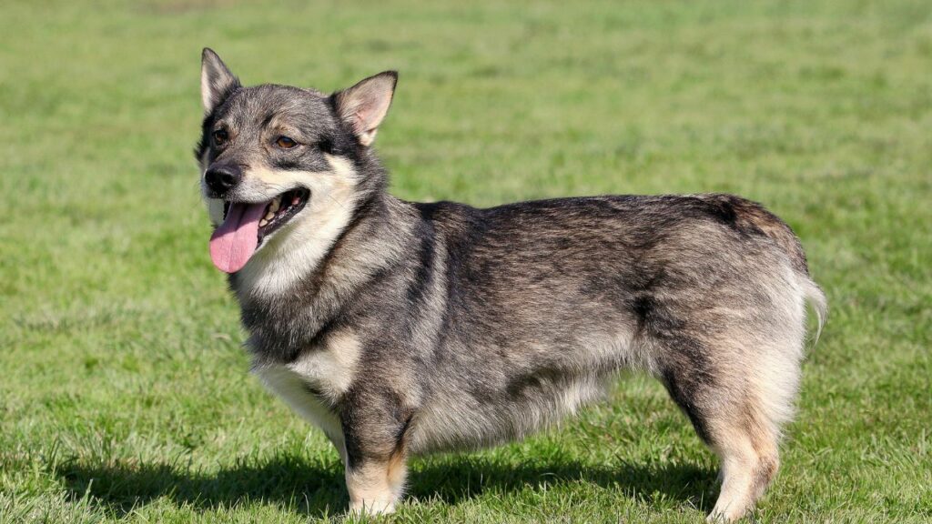 Swedish Vallhund