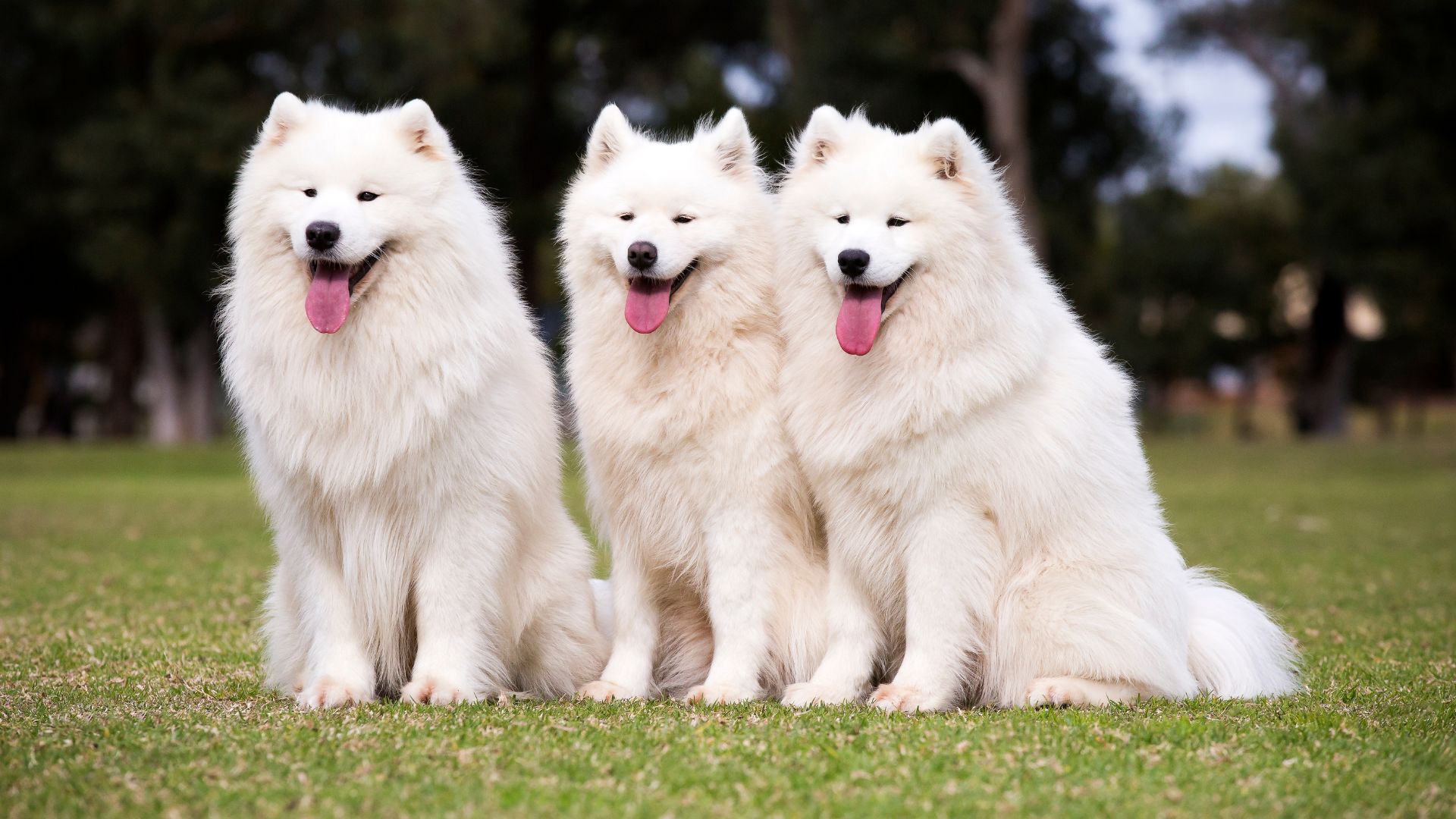 Sweetest Dog Breeds