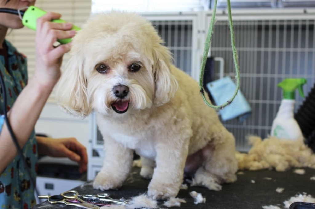 Taking Care of a White Dog Breed