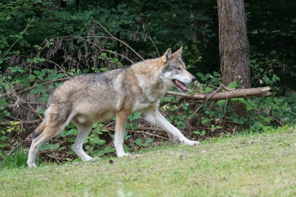 wolf breed dogs
