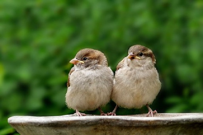 sparrow identification
