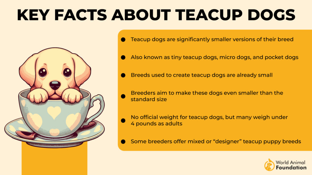 Teacup Dog Breeds