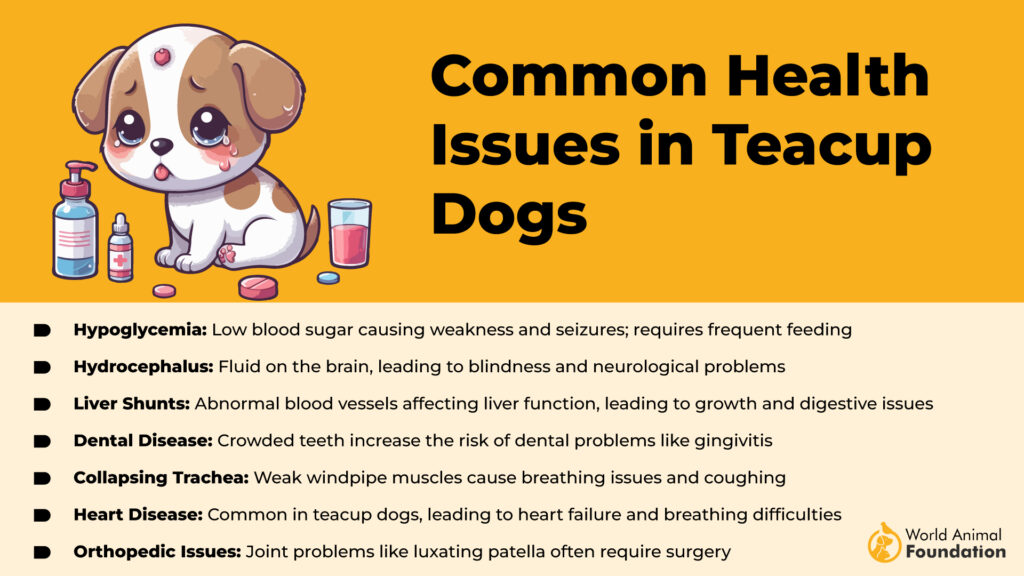 health problems in teacup dogs