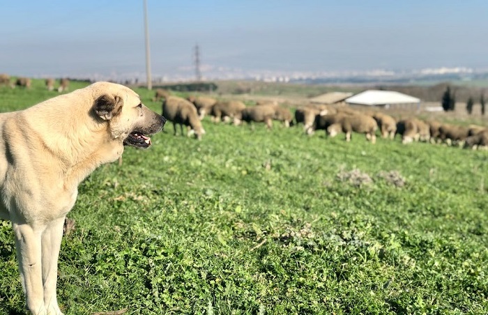 anatolian dog