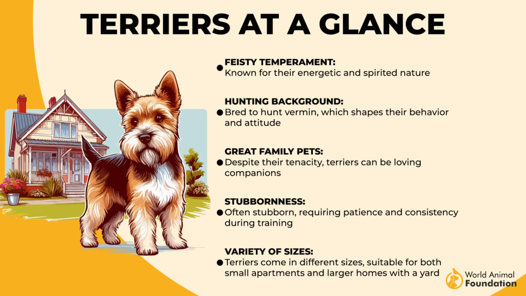 Terriers at a Glance