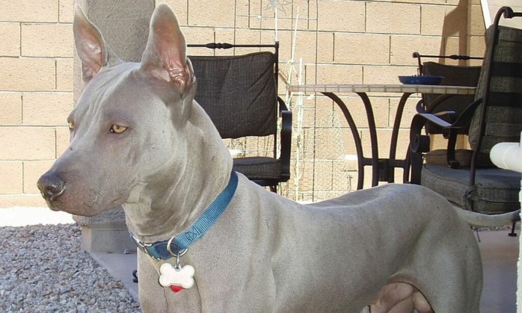 Thai Ridgeback 