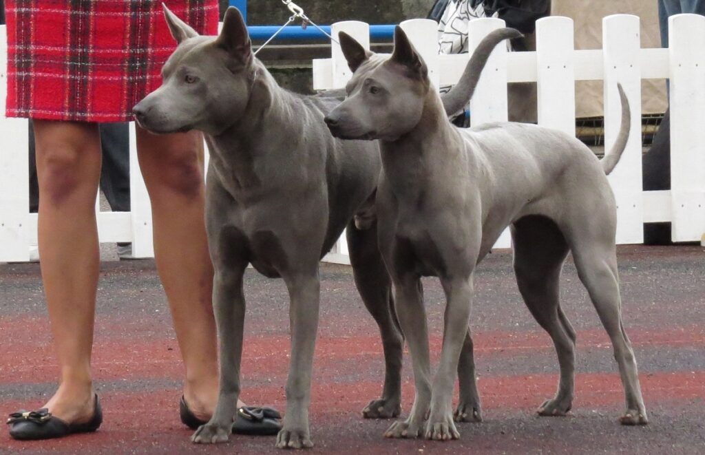 Thai Ridgeback