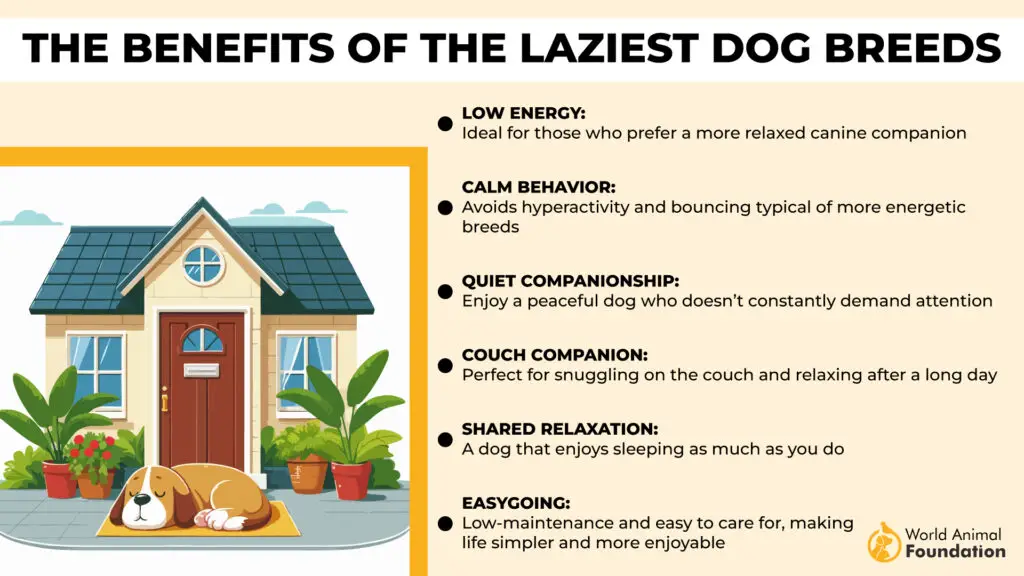  Benefits of the Laziest Dog Breeds