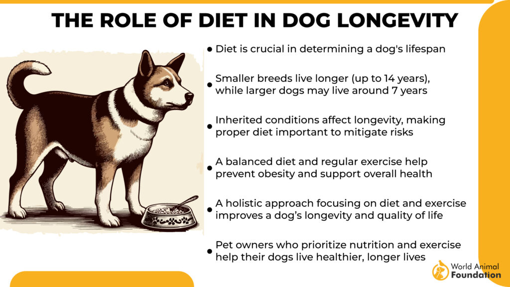 The Role of Diet in Dog Longevity