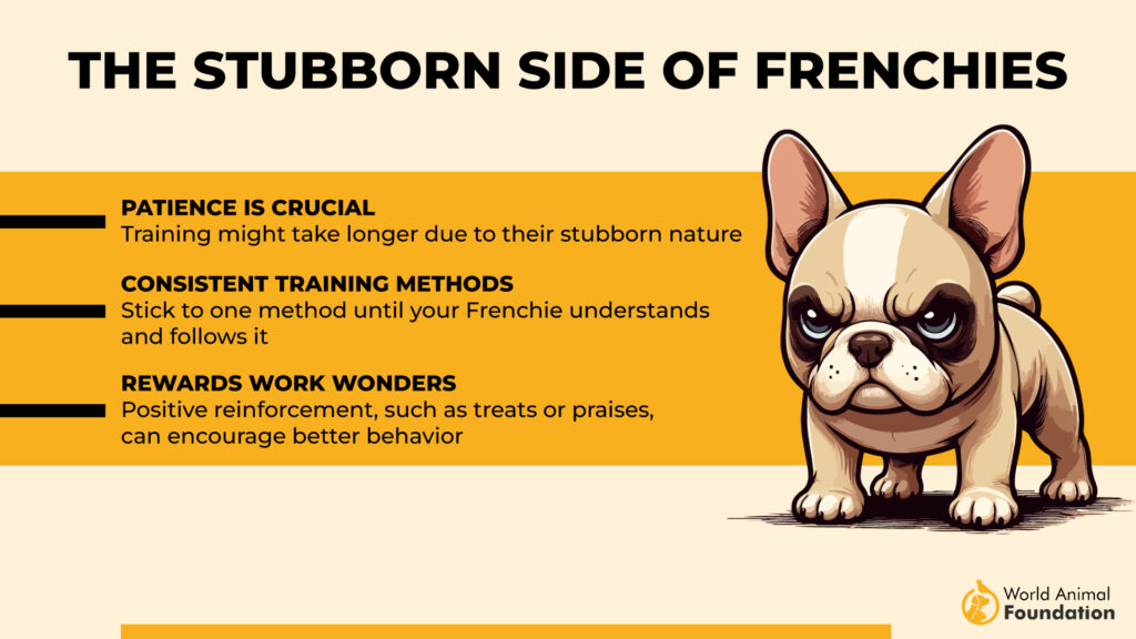 The Stubborn Side-of Frenchies