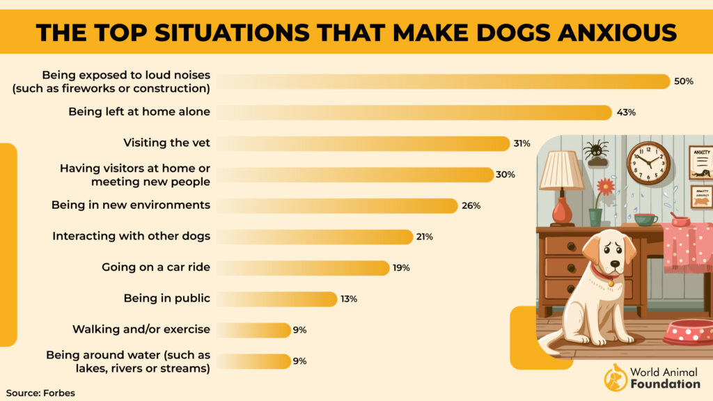 Top Situations That Make Dogs Anxious