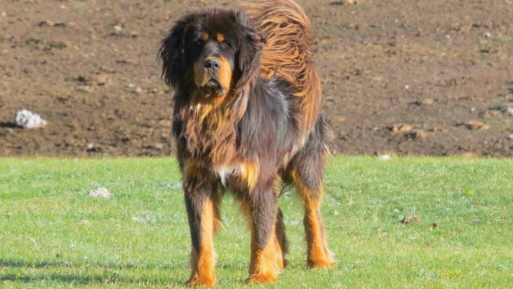 large Guard Dogs For Rural Living