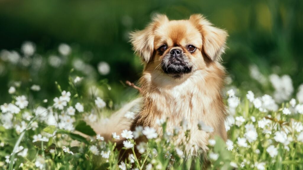 most aloof dog breeds