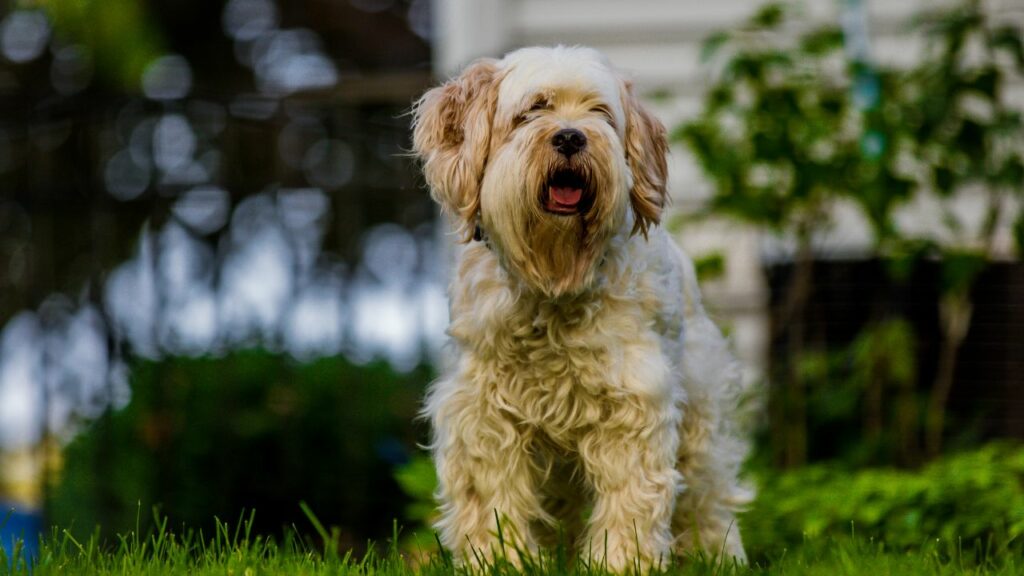 Which dog breed is closest to a wolf
