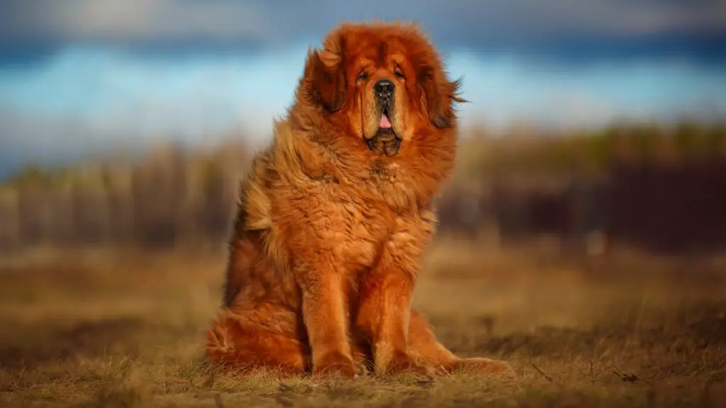 largest guard dog
