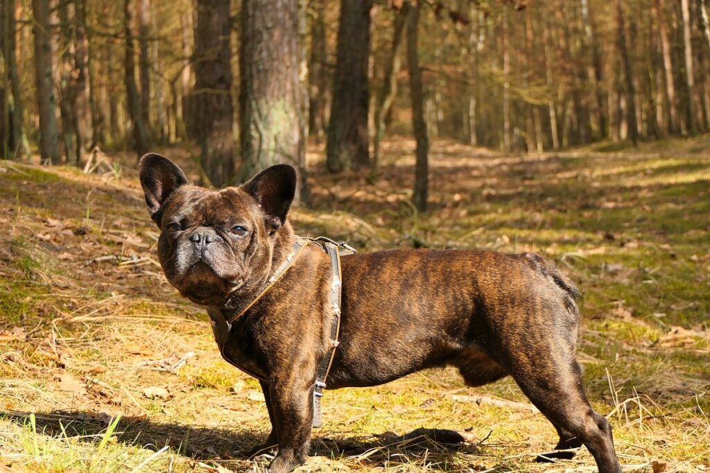 Tiger Brindle French Bulldog