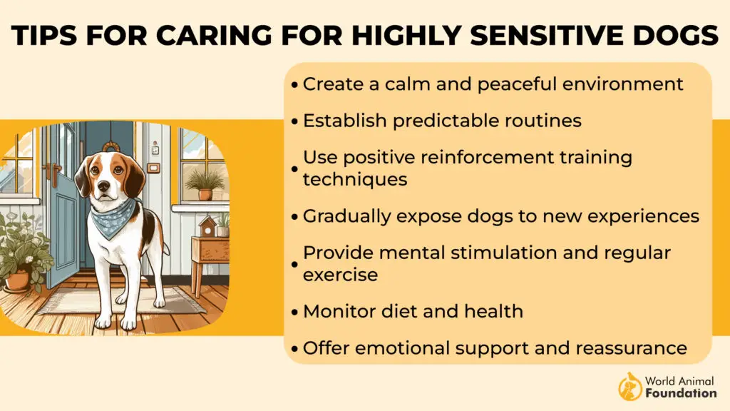 Tips for Caring for Highly Sensitive Dogs