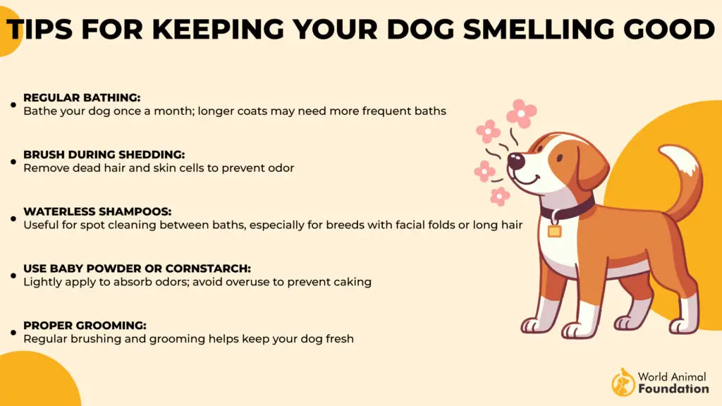 Tips for Keeping Your Dog Smelling Good-