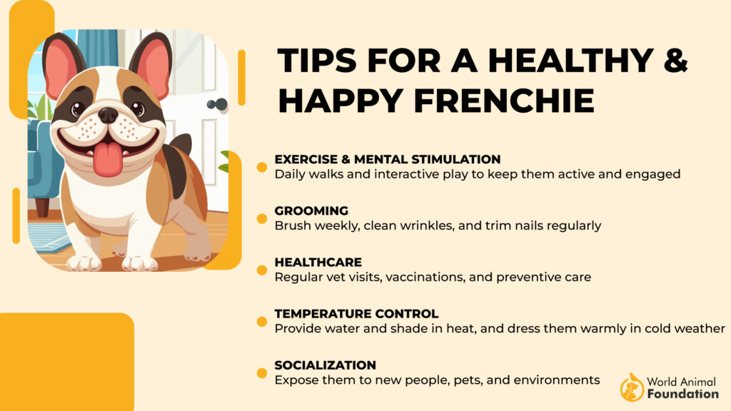 Tips for a Healthy & Happy Frenchie