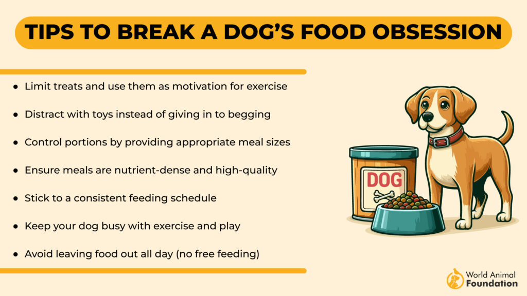 Tips to Break a Dog’s Food Obsession