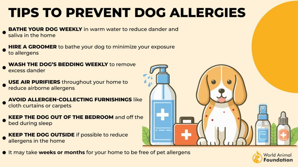 Tips to Prevent Dog Allergies