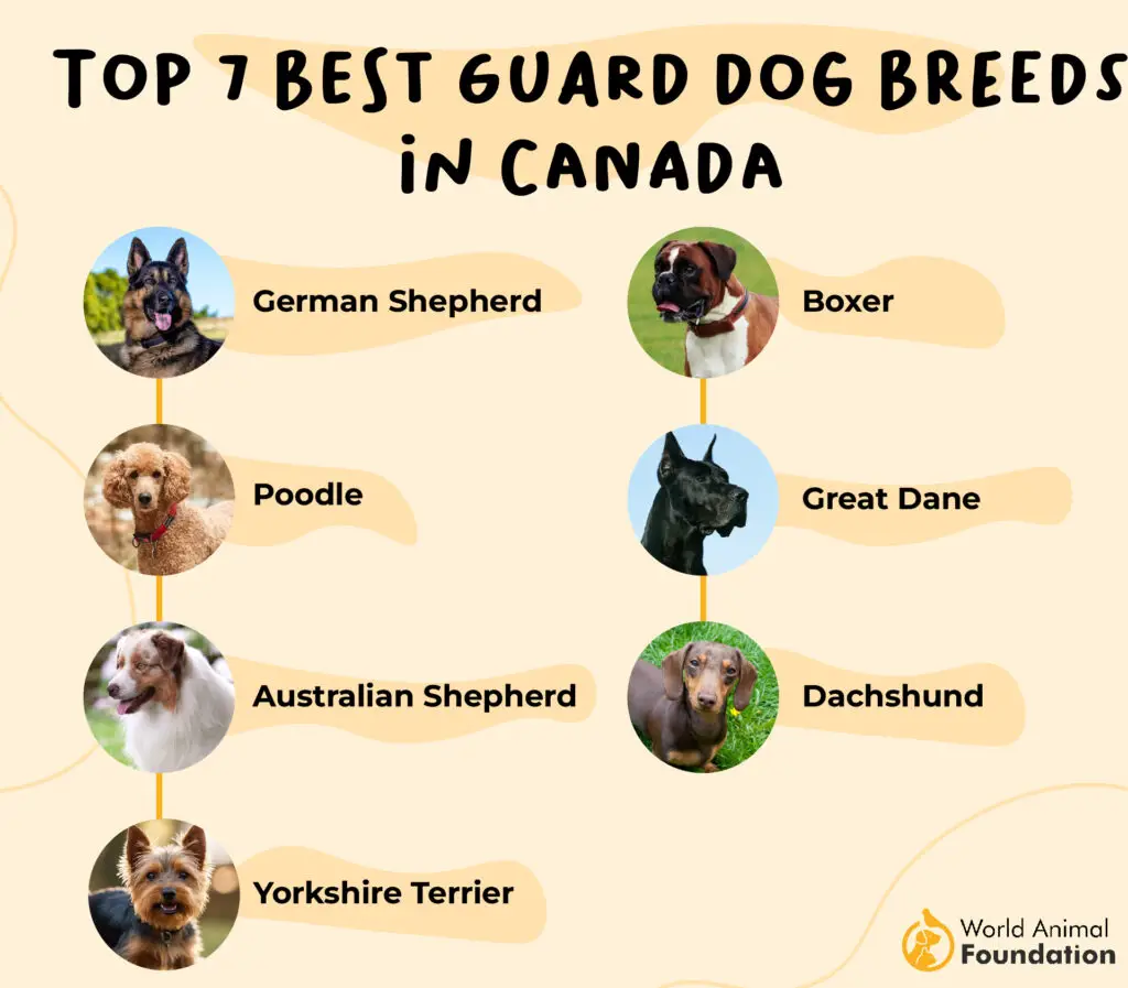 Top 7 Best Guard Dog Breeds in Canada