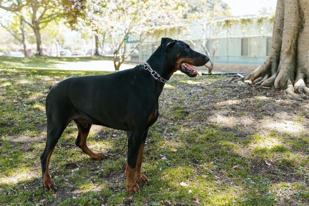 Top black guard dog breeds