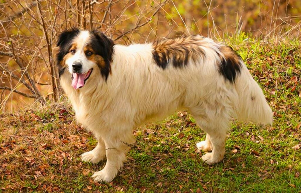 livestock dogs
