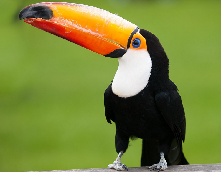 toucan colors