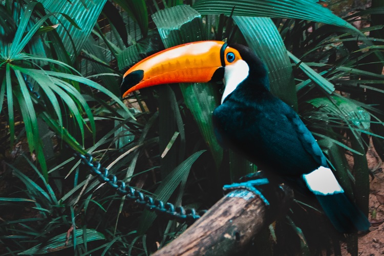 toucan bird