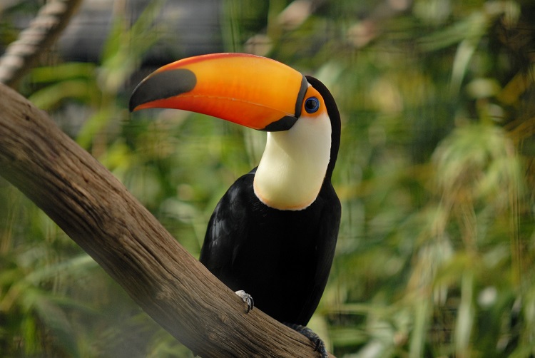 toucan skin