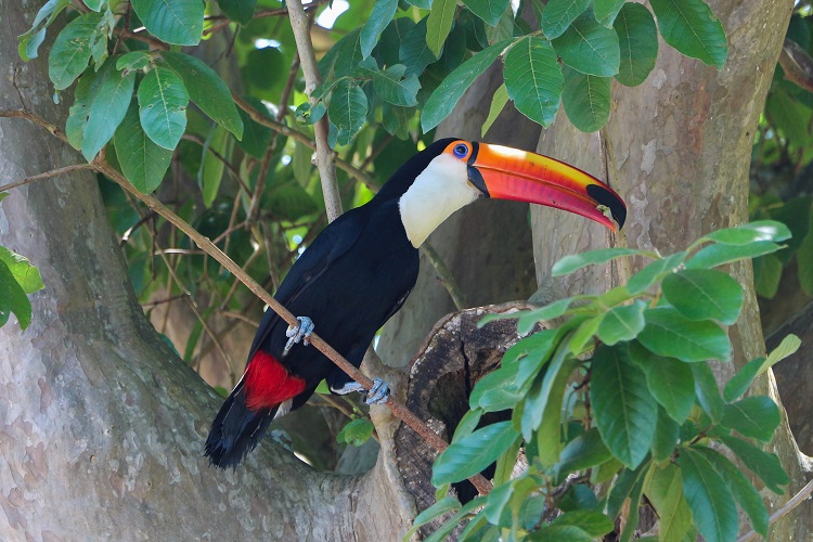 toucan habits