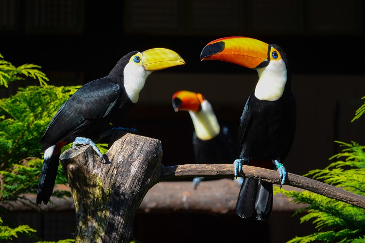 amazon rainforest toucan