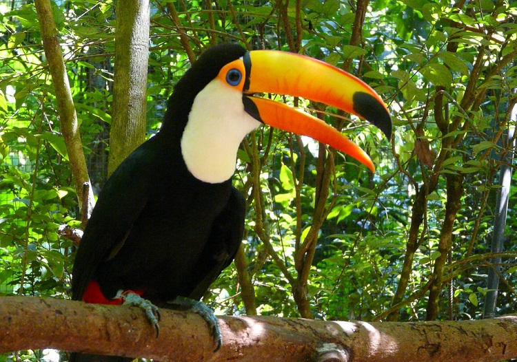 The Toucan color