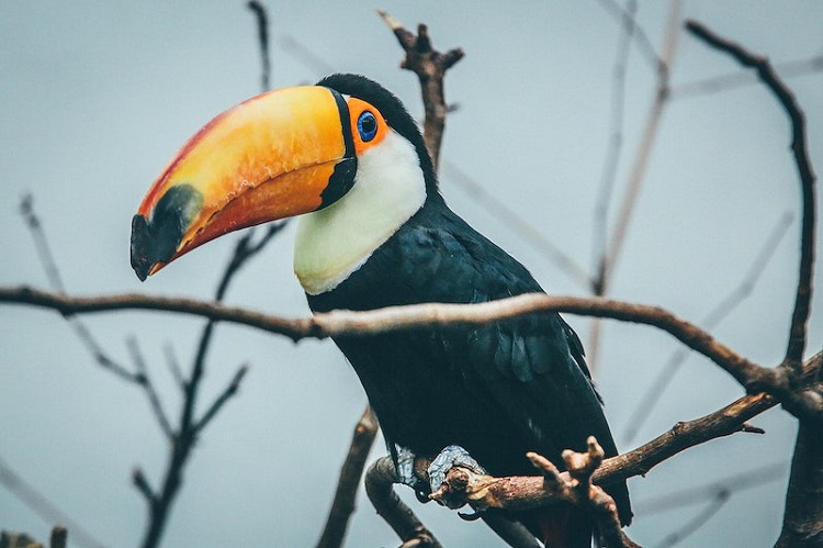 toucan