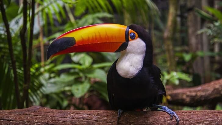 toucan in the amazon rainforest