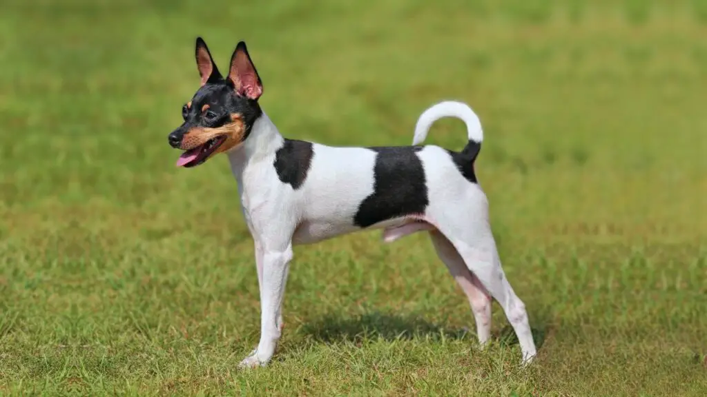 best small dog breeds
