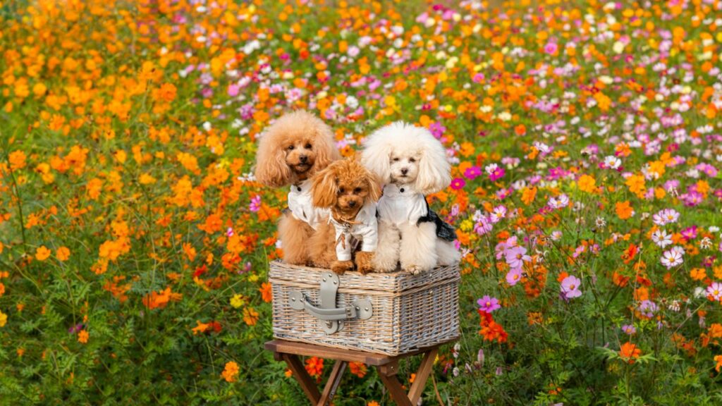 teacup poodle
