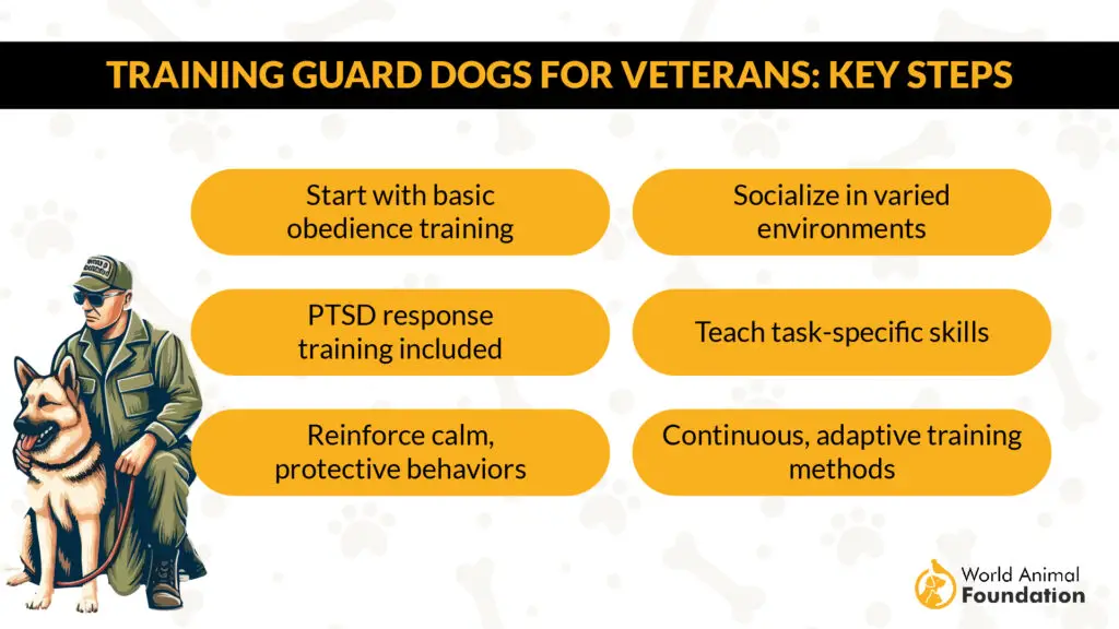 Training Guard Dogs for Veterans Key Steps 01