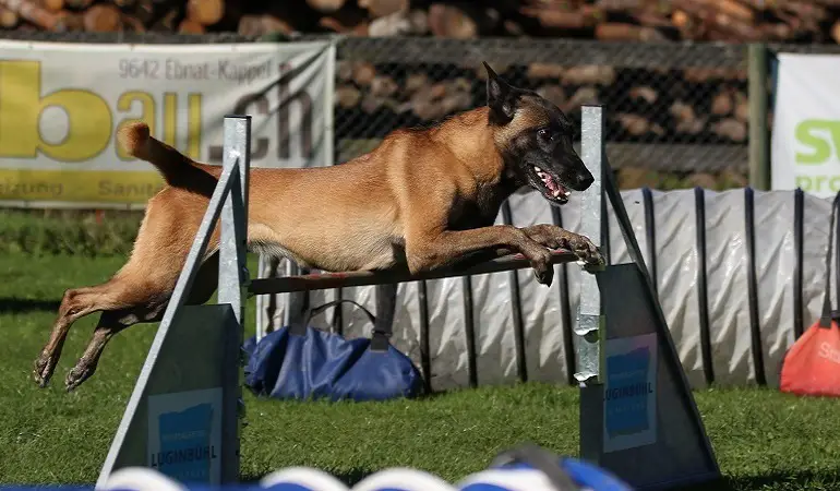 belgian malinois exercise