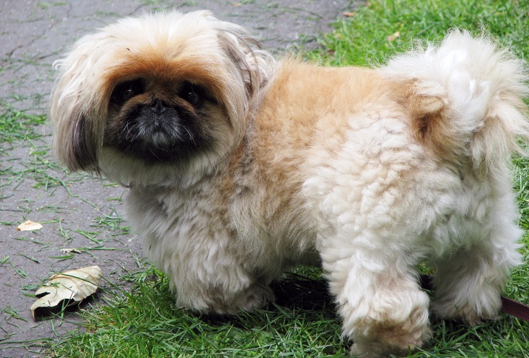 pekingese puppies